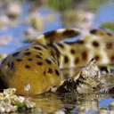 squidbigfinsquid avatar