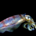 squidcolective avatar