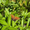 squidgyforpres avatar