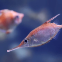 squidishpolcomp avatar