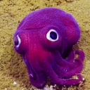 squidsandthings avatar
