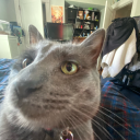 squidswithguns avatar