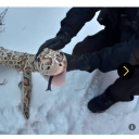 squire-reblogs avatar