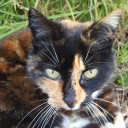 squiresreblogs avatar