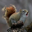 squirrel-electrocuted avatar