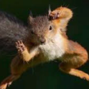 squirrel-wisperer avatar
