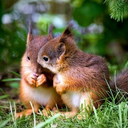 squirrelly-awkward-and-conf-blog avatar