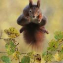 squirrelly1 avatar