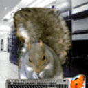 squirrelpower-blog avatar