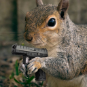 squirrelshooter avatar