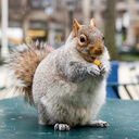 squirrelsinmyhair avatar