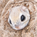 squirrelsquirrelsquirrelsquirrel avatar