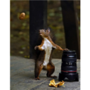 squirreltryingtogetanut avatar