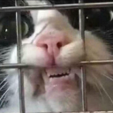 squisheeworld avatar