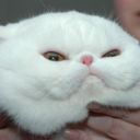 squishfacekitties avatar