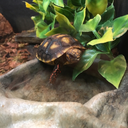 squishyapologist avatar