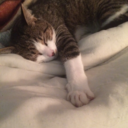 squishyfriends avatar