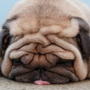 squishypugsandthugs avatar