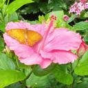 srendi-vashtar avatar