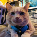 sride-schindler avatar