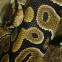 ssalthessnake avatar