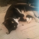 sshadowhuntress avatar