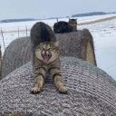 ssincerely-sophie avatar