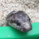 ssister-ssnake avatar