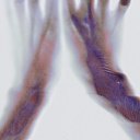 ssomething-pretentious avatar