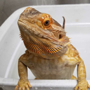 sssillyserpent avatar