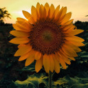 ssunflower-systemm avatar