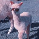 staaarrdustedx avatar