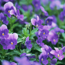 stability6313 avatar