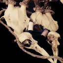 stagandweasel avatar