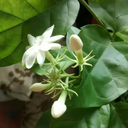 stagnant-pond avatar