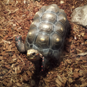 stainedglasstortoises avatar