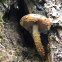 stalecinnamonrolls avatar