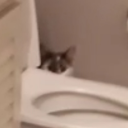 stalkingwindss avatar