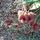 stand-alonechimp avatar