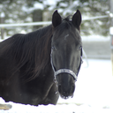 standardbred-dora avatar