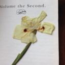 stanffordhillman avatar