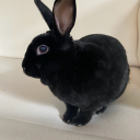 stanfunnybunny avatar