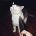 stanknifecat avatar