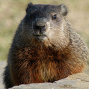 staphylococcussaprophyticus avatar