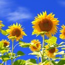 star-born-mars avatar