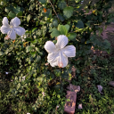 star-born-solar-kissed avatar