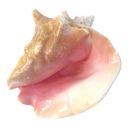 star-conch avatar