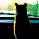 star-deep-shallows avatar