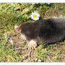 star-nosedmole avatar