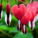 star-silhouettes avatar